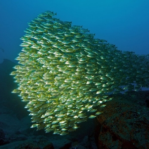 ����� ���