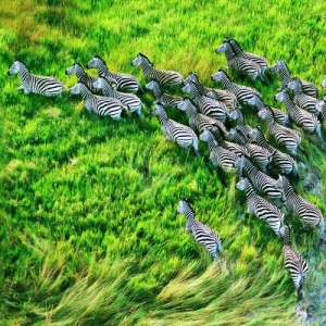 ����� ����