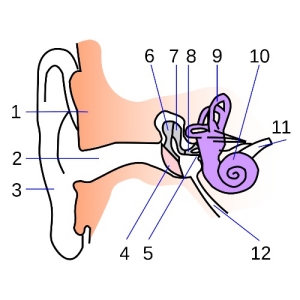 �������� ���